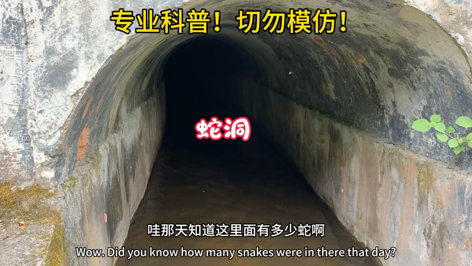 寻找湘西百毒之王，看完涨知识