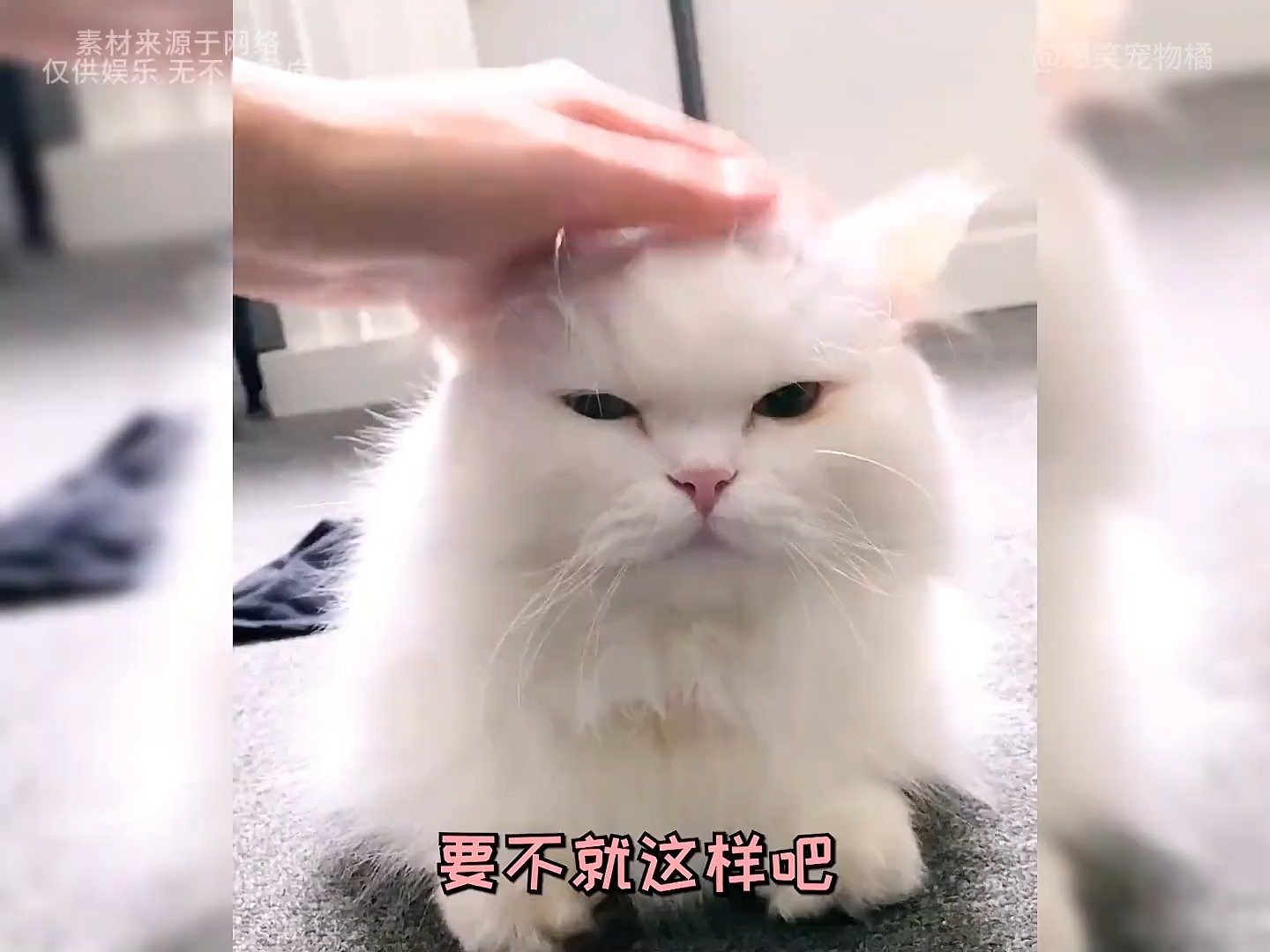 盘点那些黑色猫咪的搞笑日常#猫咪 #动物的迷惑行为