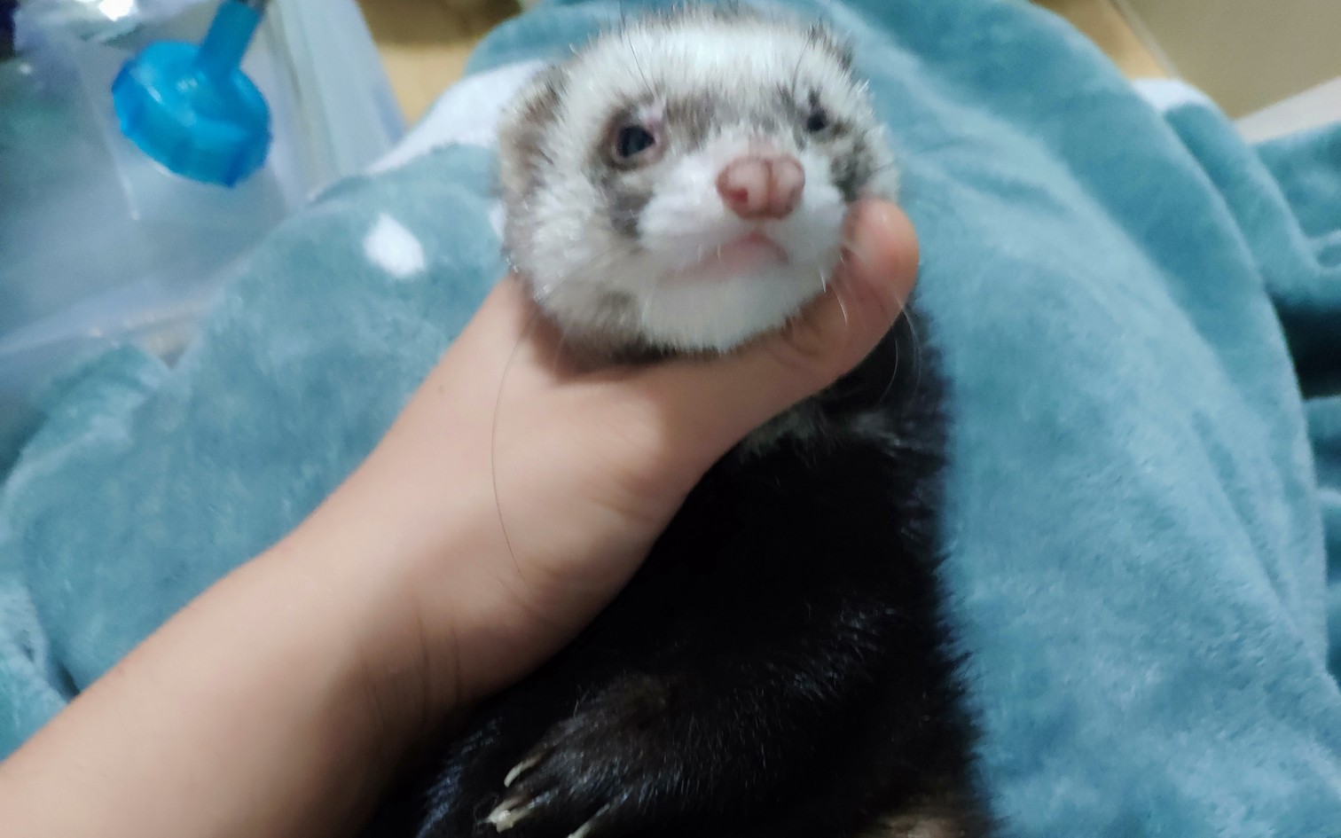 [宠物雪貂]用雾化器逗逗傻貂