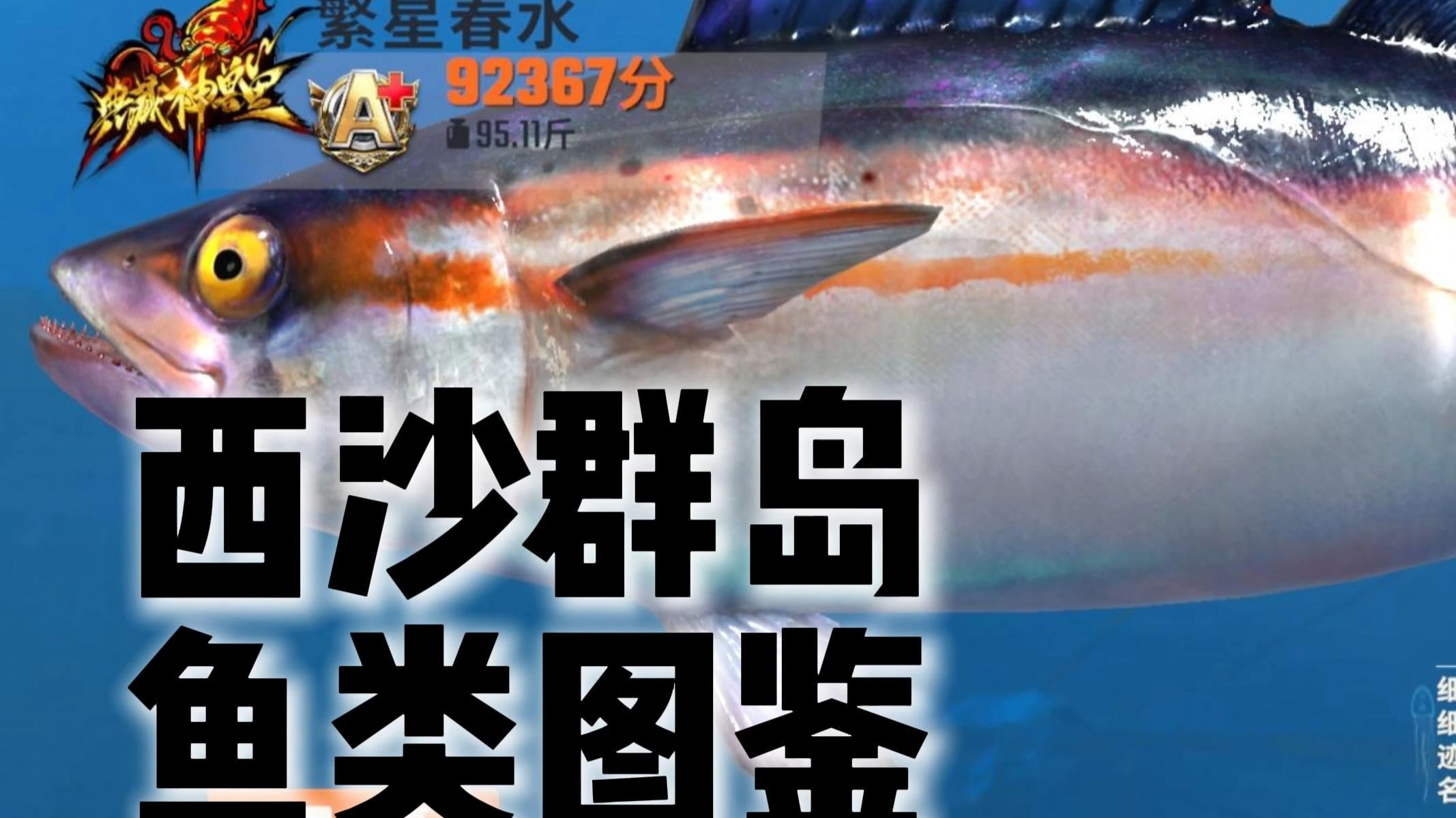 西沙群岛鱼类图鉴