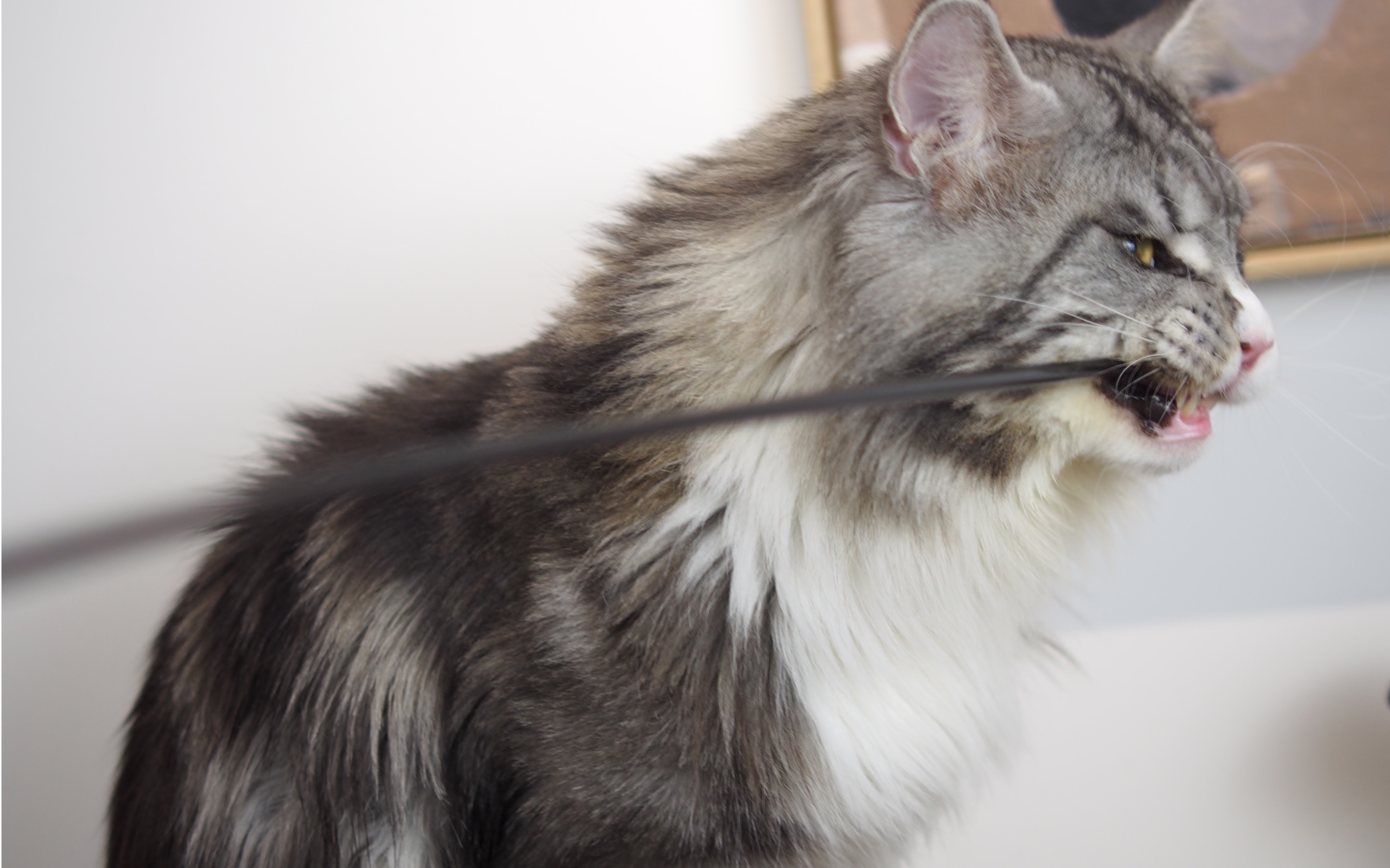 内有恶猫缅因叫声竟然如此凶猛