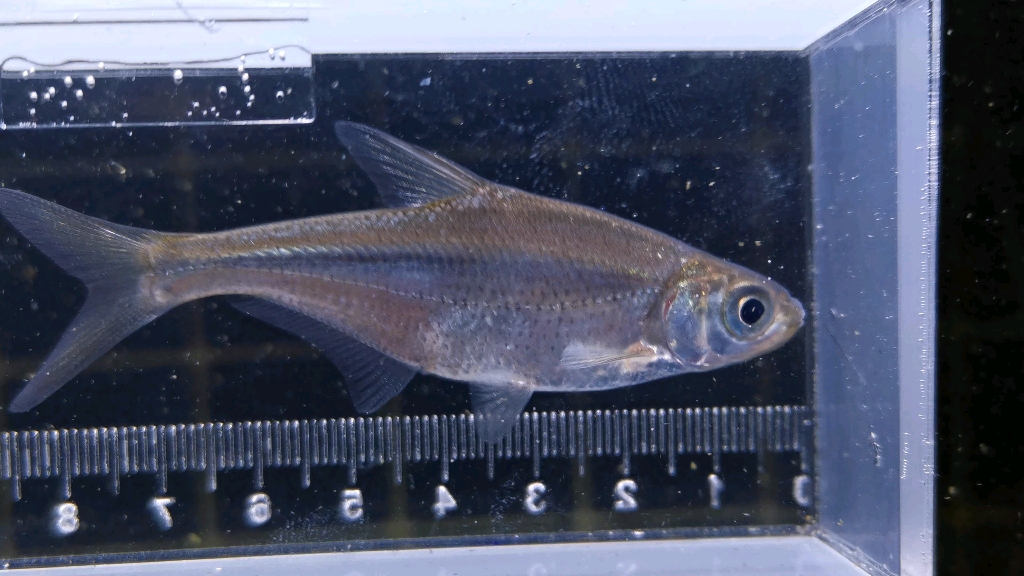 广东鲂(幼体)megalobrama hoffmanni