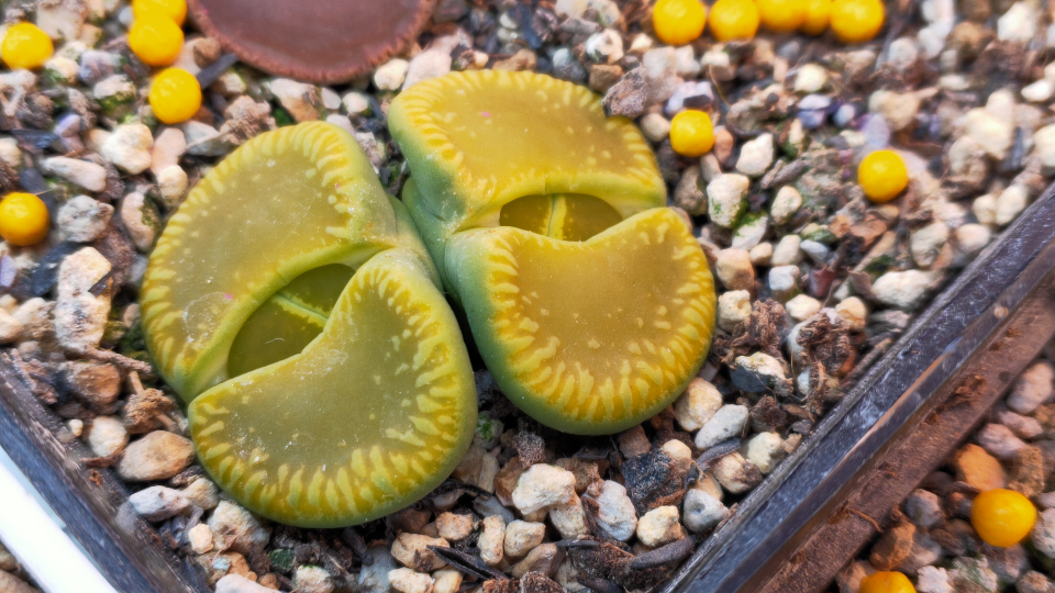 生石花:c48a绿光阳