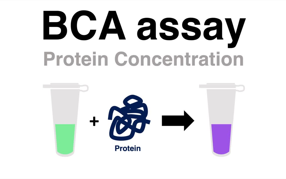 【分子生物学】如何用BCA法测定蛋白浓度哔哩哔哩bilibili