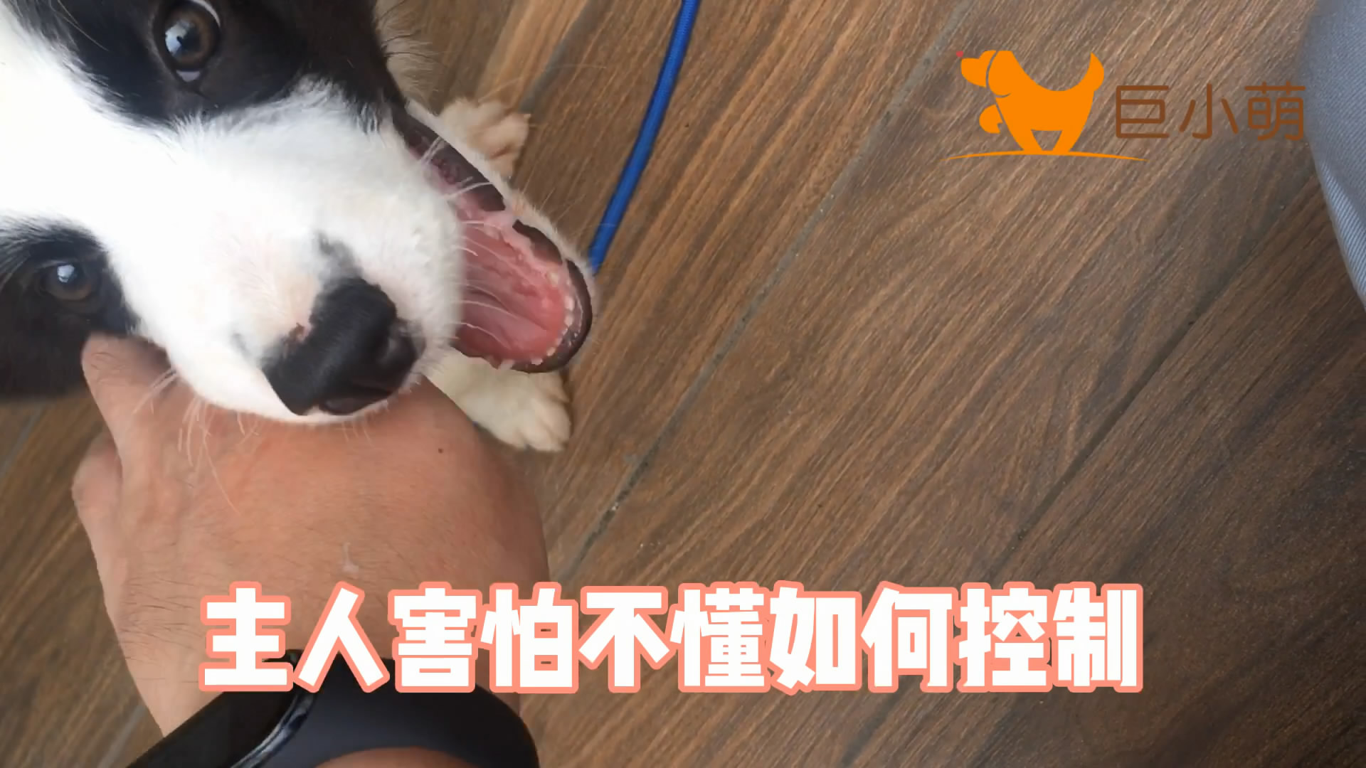 [图]3个月边牧幼犬爱追咬，主人甚至害怕接触，调教后狗狗大大改善