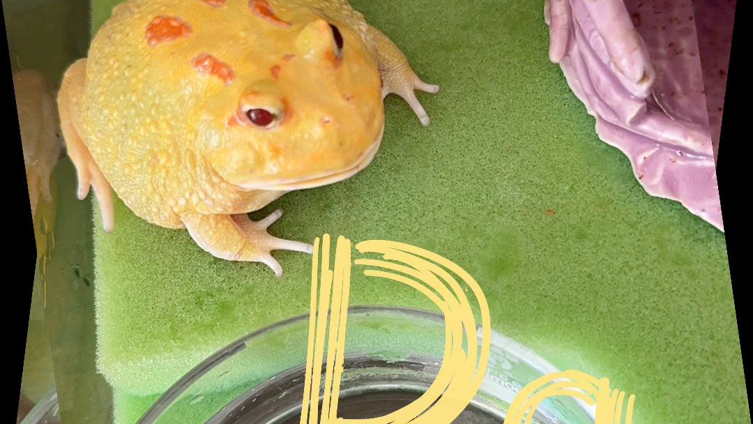 延时摄影|皮卡丘角蛙