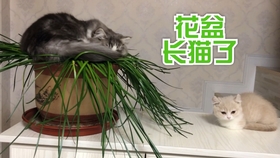 猫猫爱往花盆睡 花盆老受罪 哔哩哔哩 つロ干杯 Bilibili