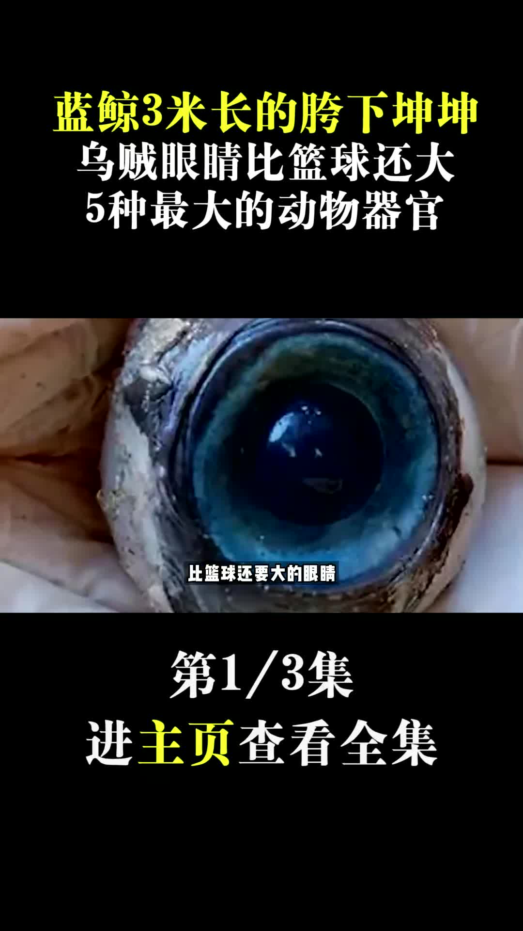 蓝鲸三米长的胯下坤坤,乌贼眼睛比篮球还大,5种最大的动物器官