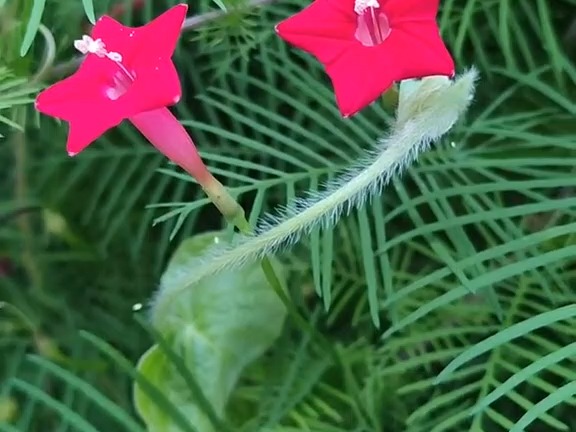 421 茑萝:旋花科茑萝属草本植物.