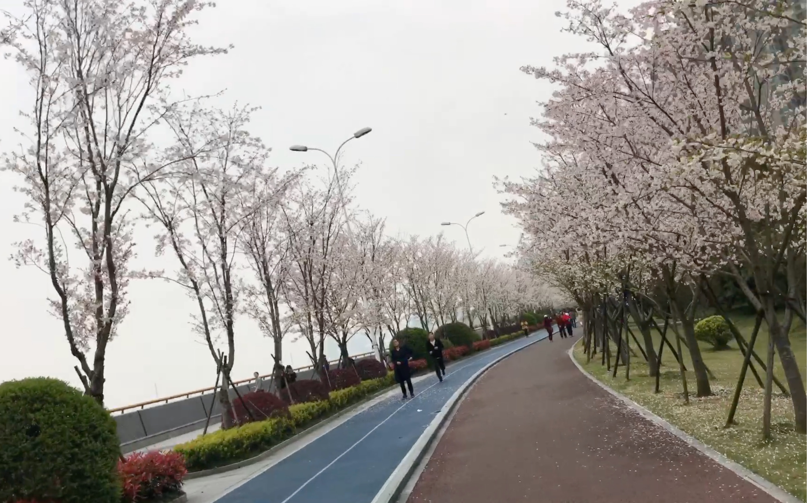 活动作品滨江区闻涛路樱花大道赏