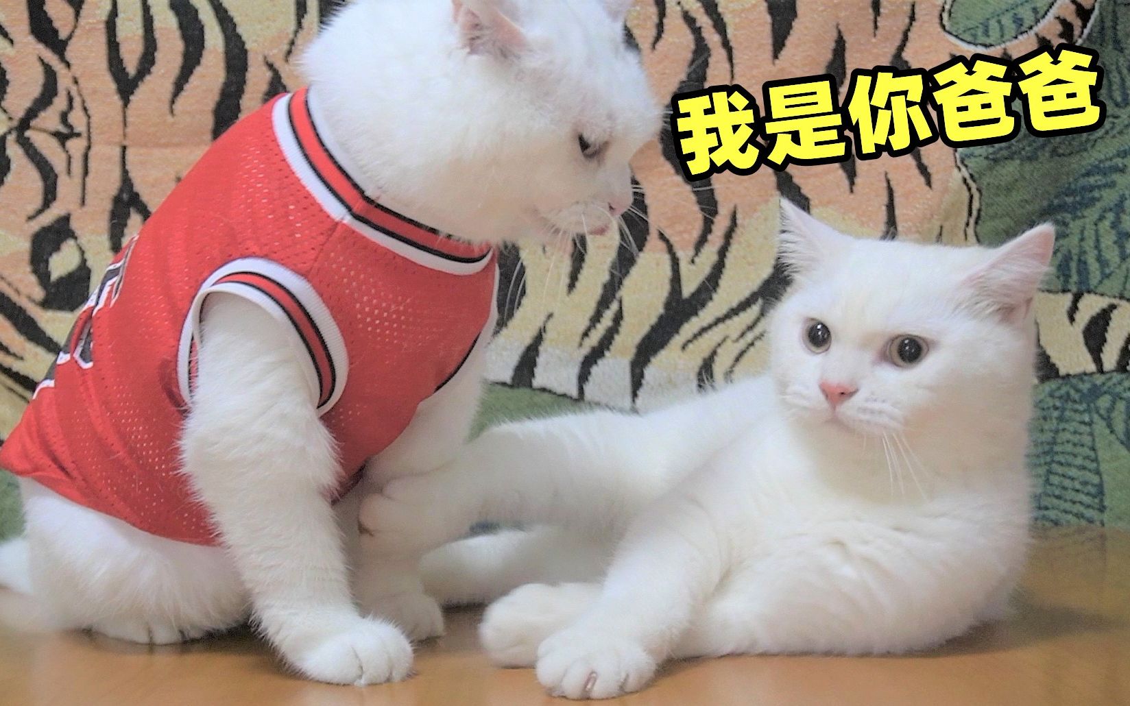 [图]猫:我当爸爸了！