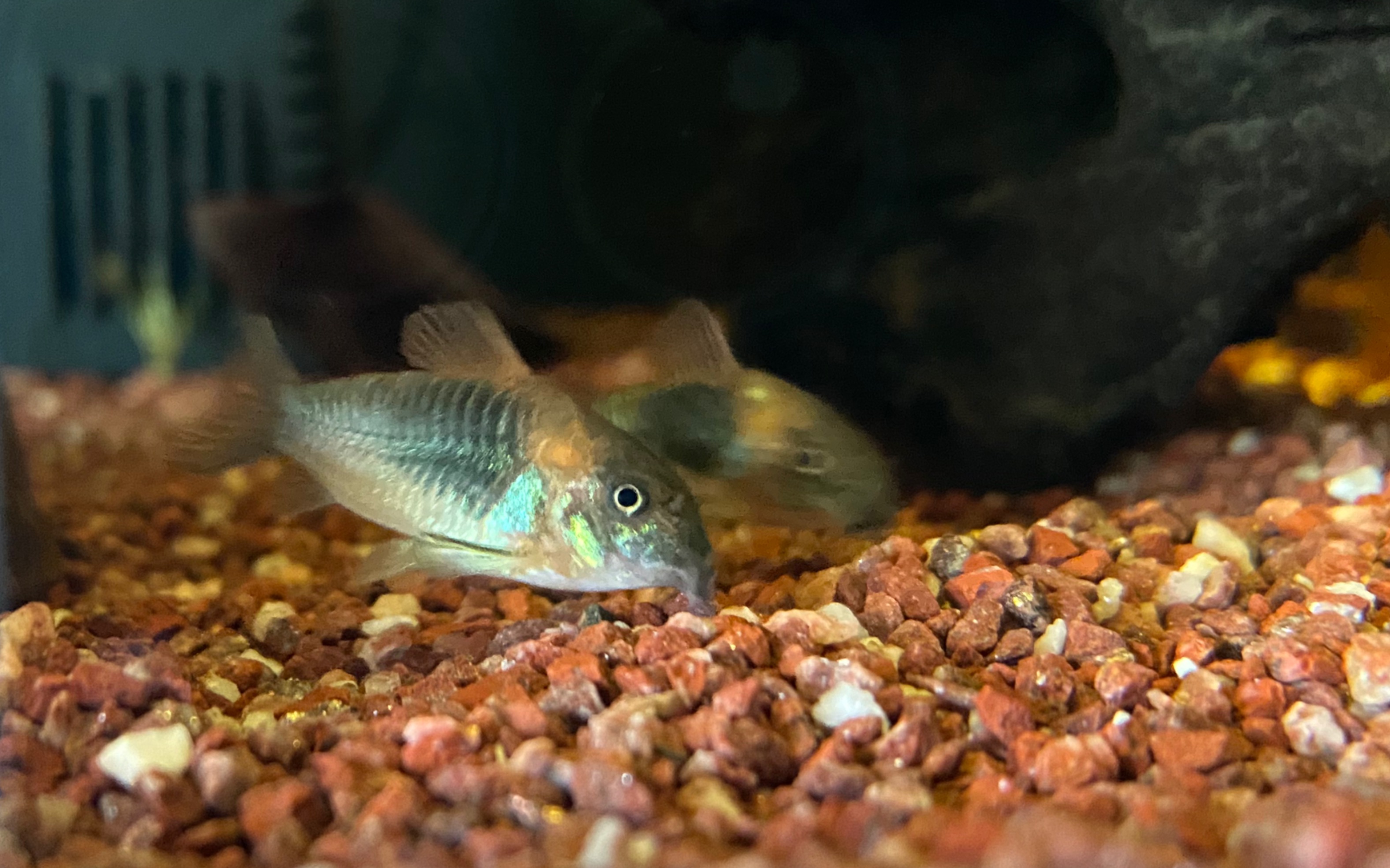 【委内瑞拉青鼠】觅食_哔哩哔哩_bilibili