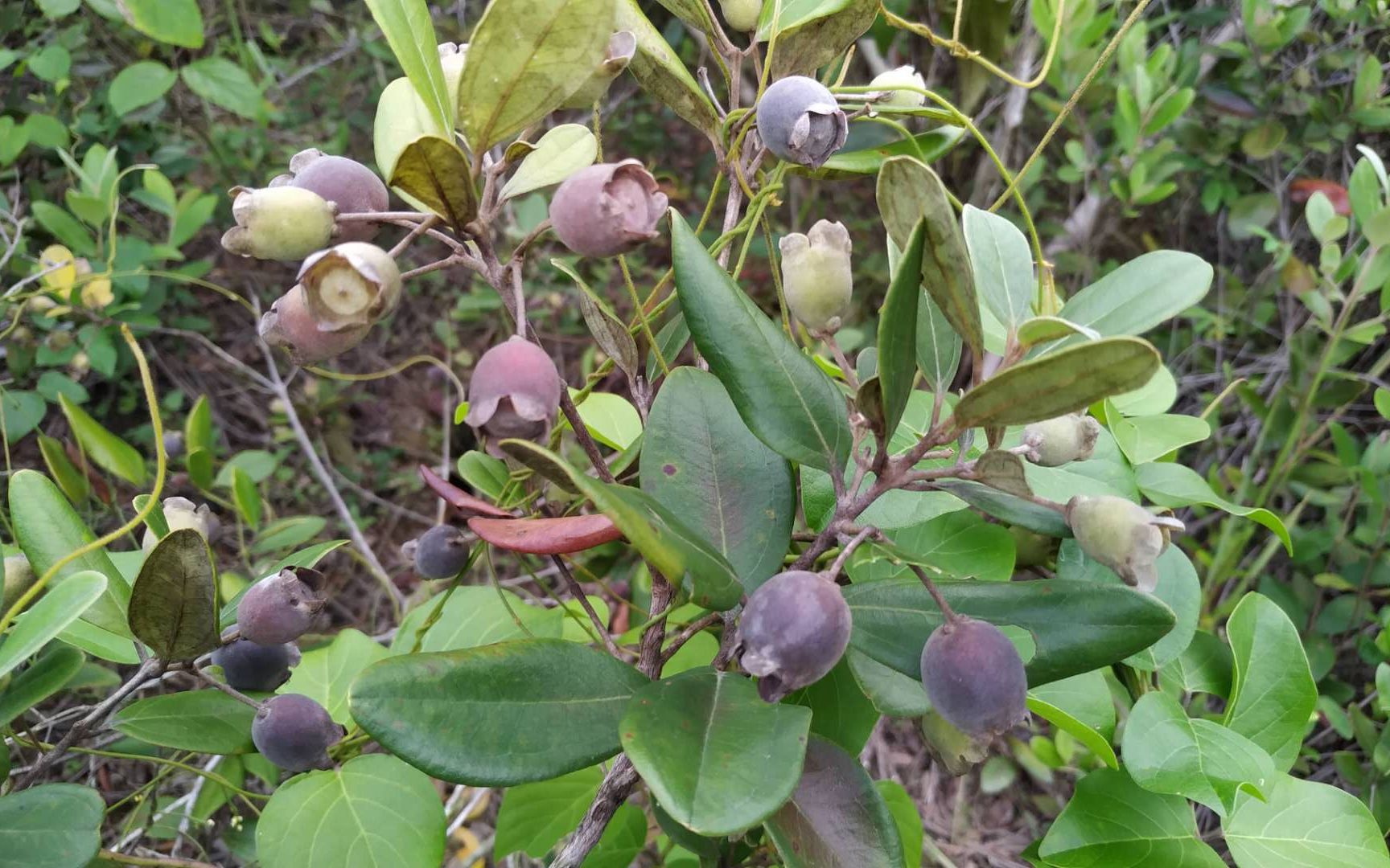 一棵捻仔树盆景可以卖到100块,开花结果都很美,要发财了.