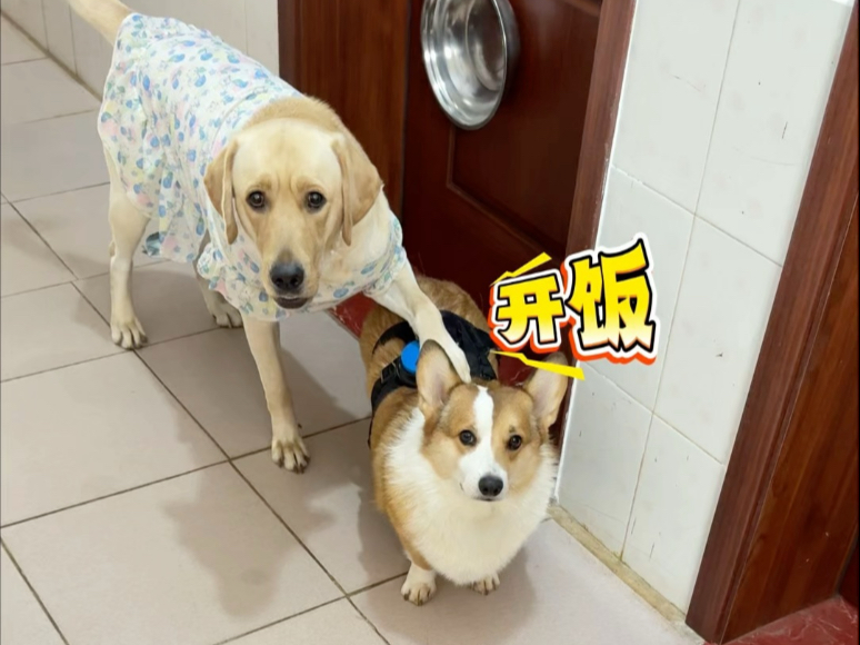 按钮粘柯基身上