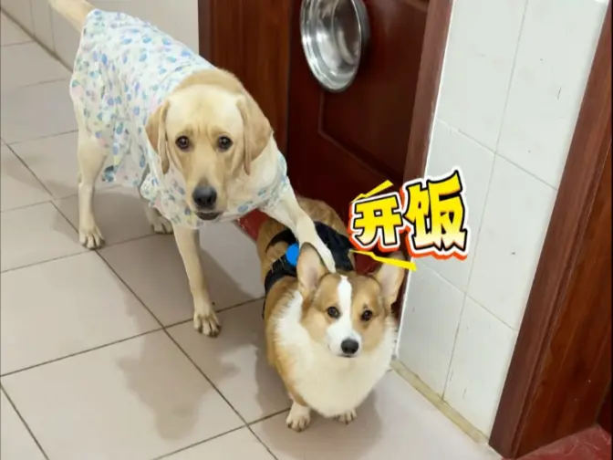 按钮粘柯基身上