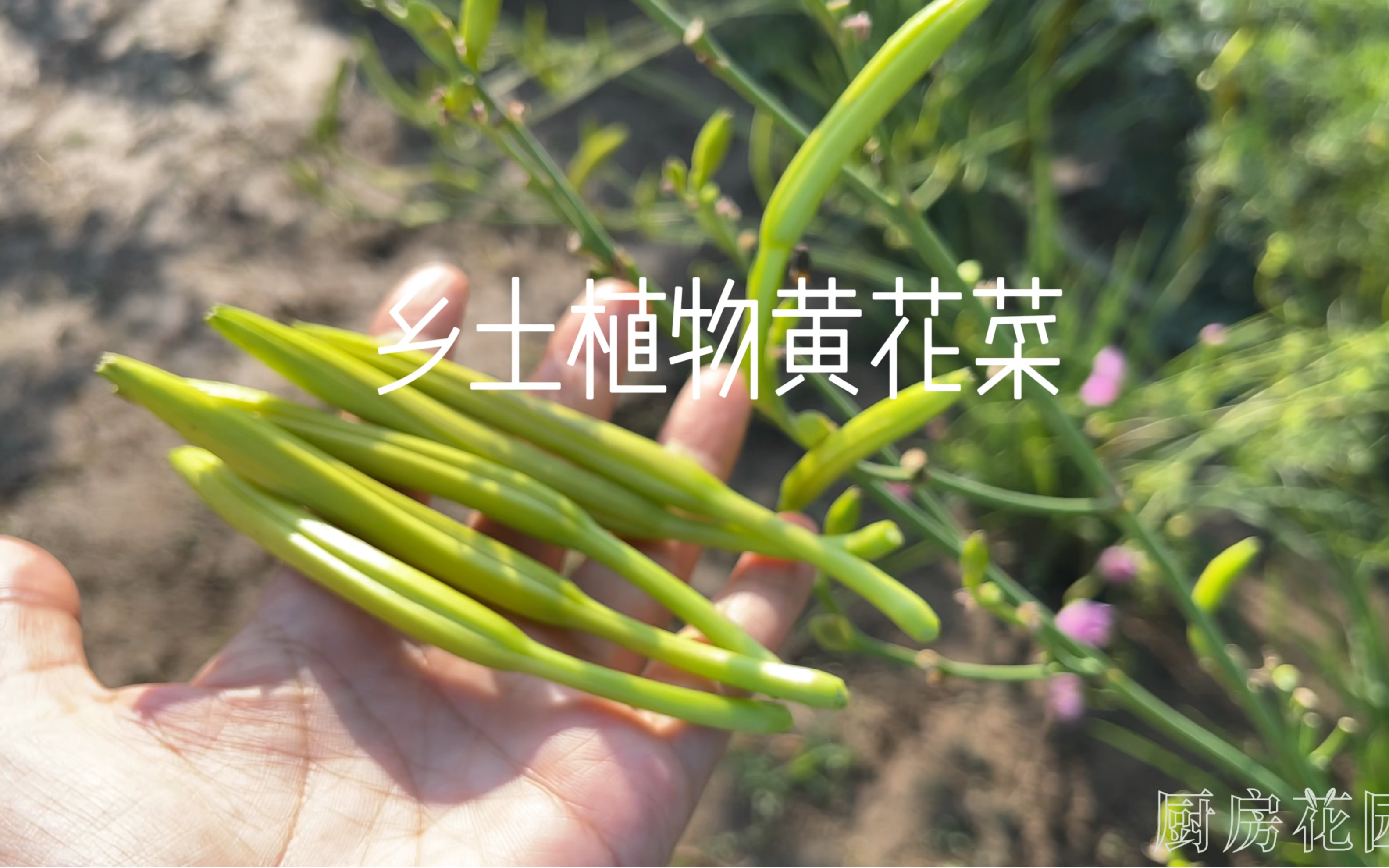 黄花菜要开花了,还不速速动手!哔哩哔哩bilibili