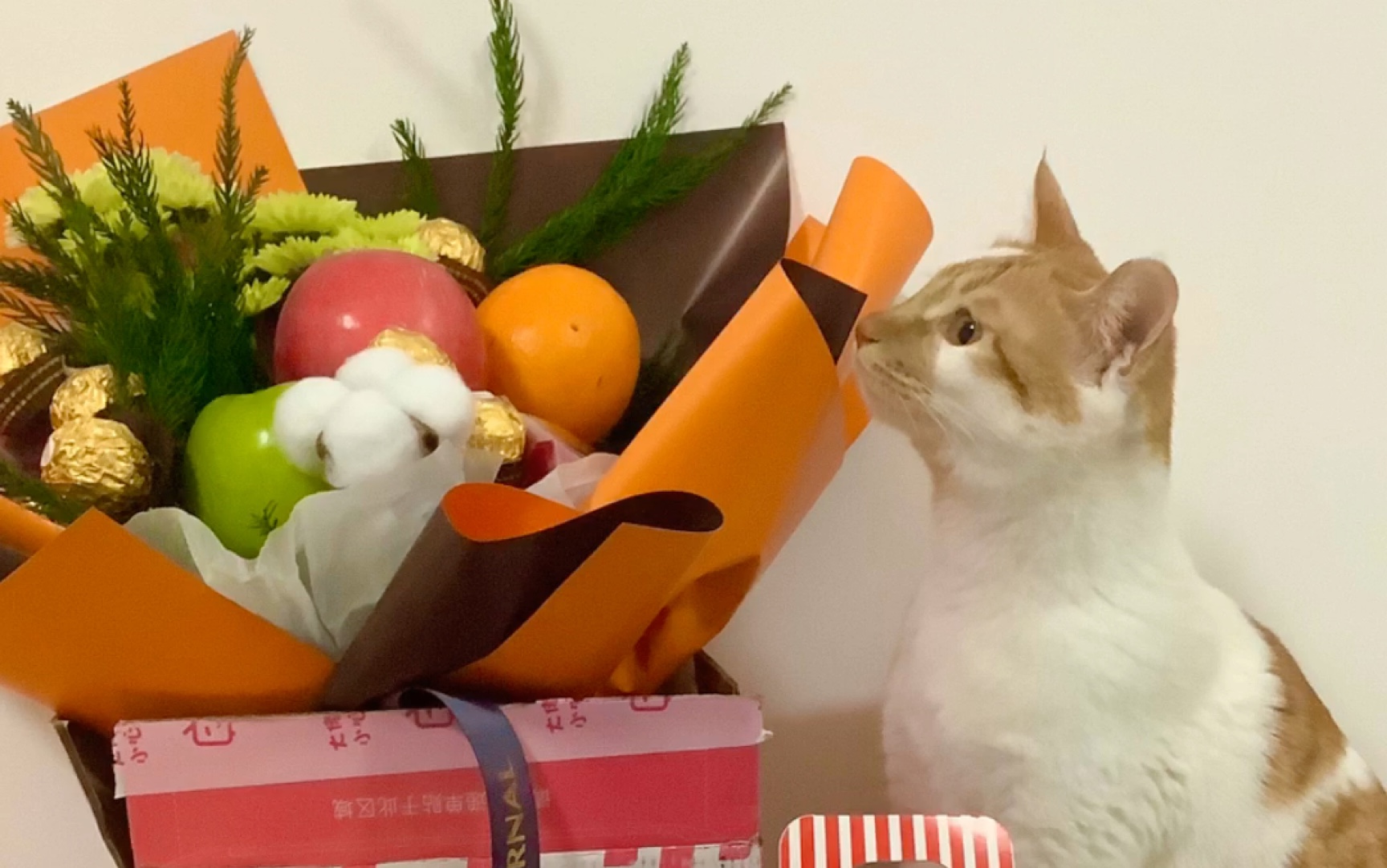 小橘猫 喵喵喵～圣诞快乐_哔哩哔哩_bilibili