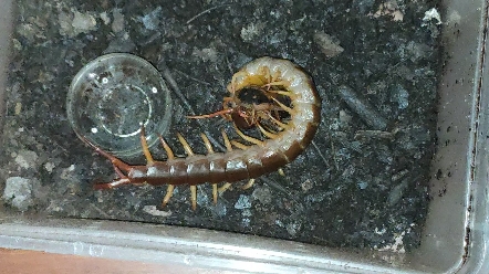 钓蜈蚣(泰国原色火焰脚)