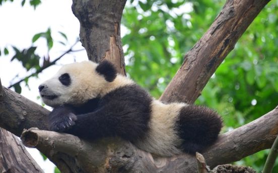 [图]20180710_《大熊猫妃妃仔》这绝对不是图片，绝对是视频，能找到猫的，是亲妈