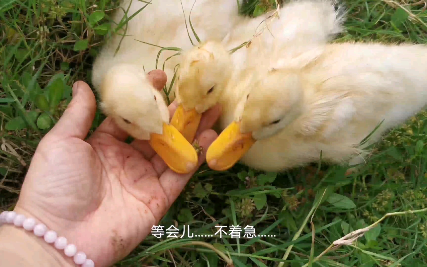 吃蚯蚓=嗦面条?