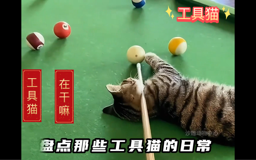 工具猫的日常姿势喵猫喵哔哩哔哩bilibili