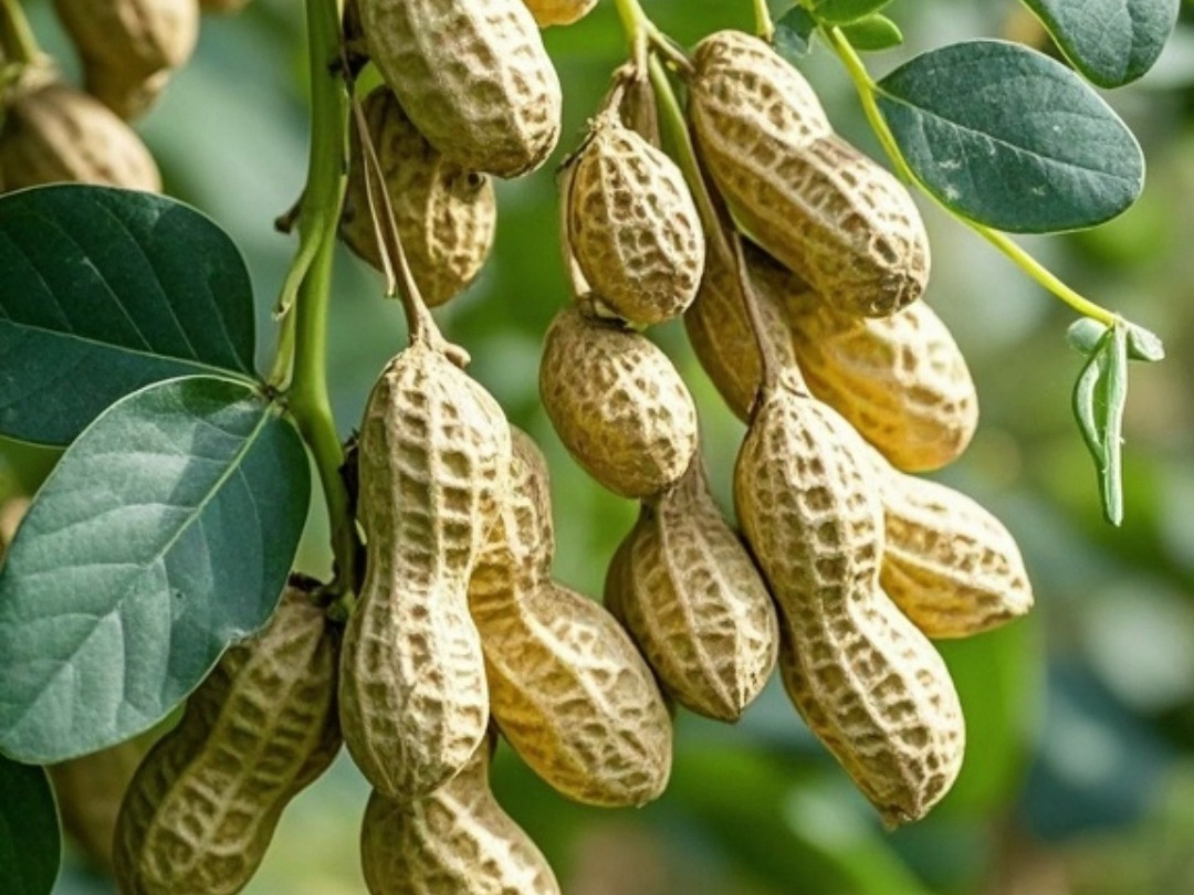 花生树:花生成熟啦!一起来摘花生,花生"嫁接"上树,科技狠活