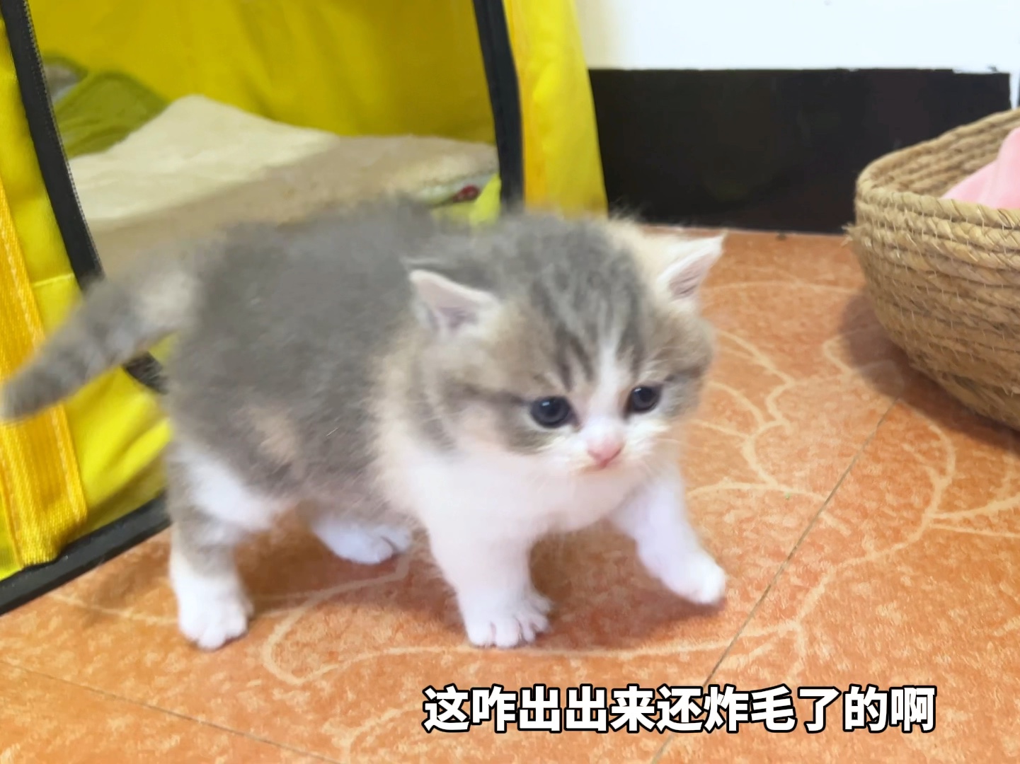 [图]猫崽还没满月呢，都动手打妈妈了！