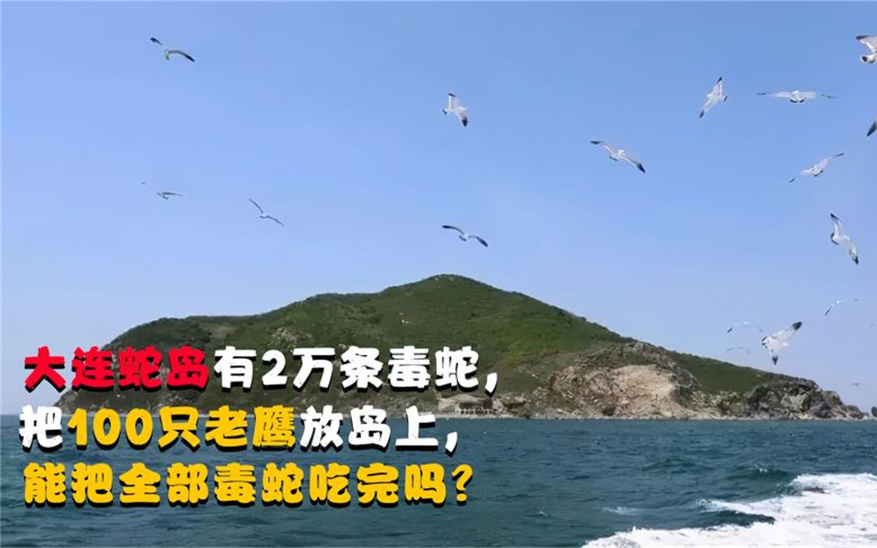 大連蛇島有2萬條毒蛇,把100只老鷹放島上,能把全部毒蛇吃完嗎?