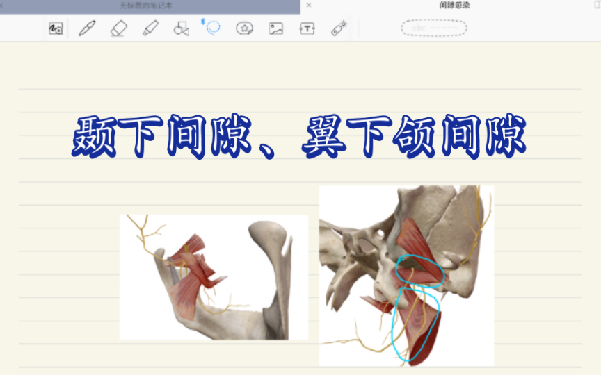 【口解生】翼下颌间隙和颞下间隙