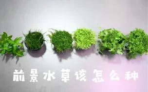 Download Video: 草缸造景教学前景水草该怎么种