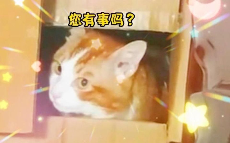 您的小猫正在加载中……哔哩哔哩bilibili