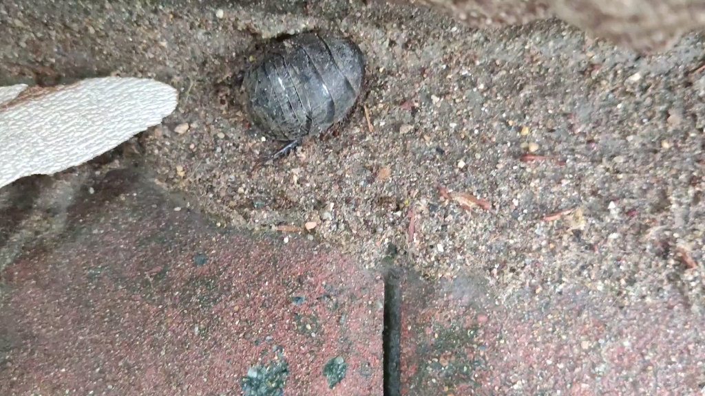 这真是个小土鳖