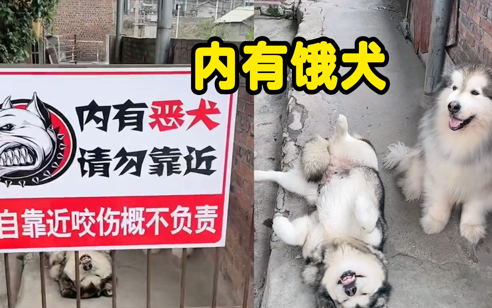 院外贴警示内有恶犬, 走近一看, 竟无话可说