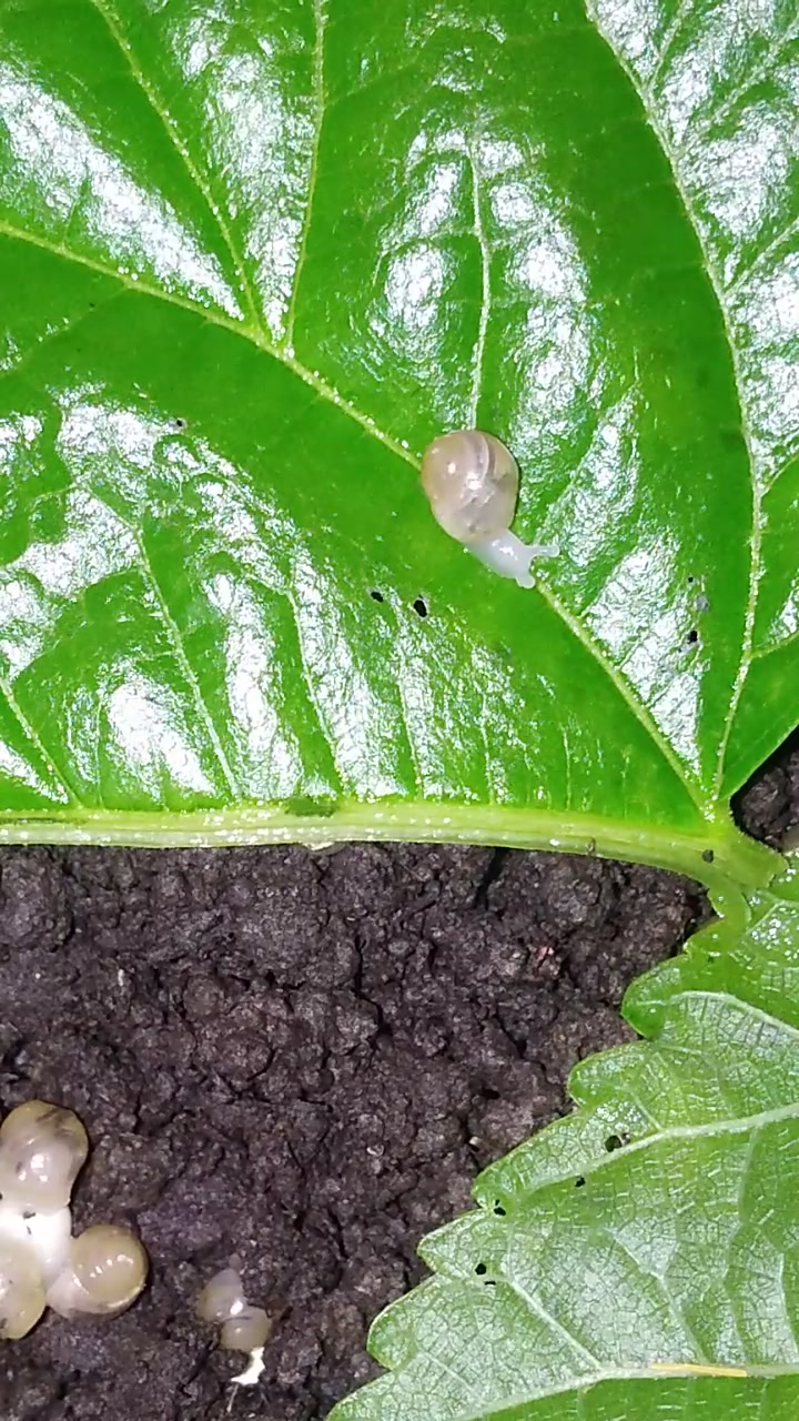 白玉蜗牛 蜗牛幼崽_哔哩哔哩 (゜-゜)つロ 干杯~-bilibili