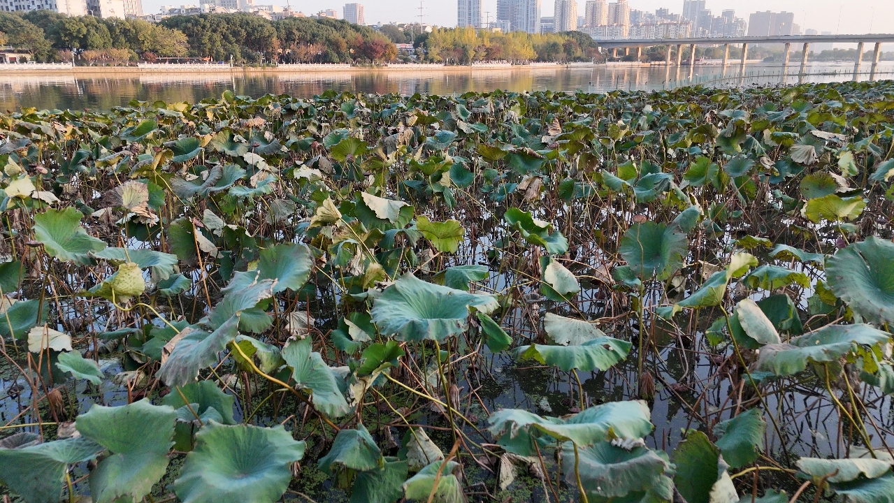 无人机,地点:南昌市西湖区龙兴桥