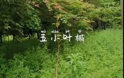 红叶五小叶槭你见过吗哔哩哔哩bilibili