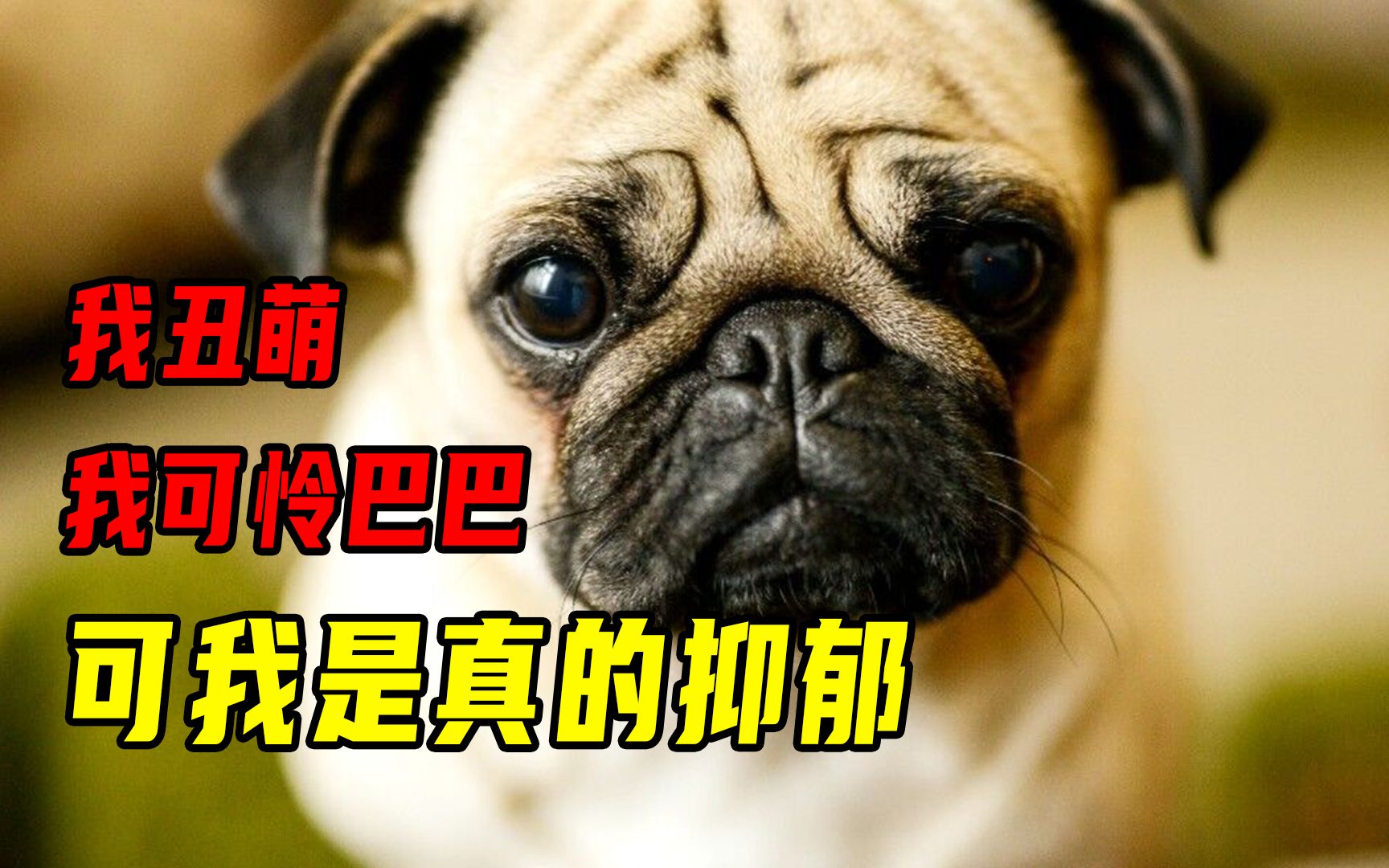 [图]扁鼻子扁脸大褶子，巴哥犬的“人造”萌点却让它们饱受折磨