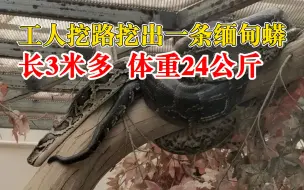 Download Video: 工人挖路挖出24公斤重大蟒蛇：已送动物救助站，将不再放归野外