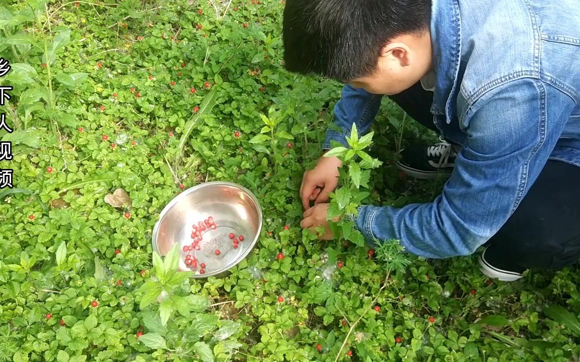 农村到处都是这种野草莓你见过吗?摘下来就可以吃,味道真好哔哩哔哩bilibili