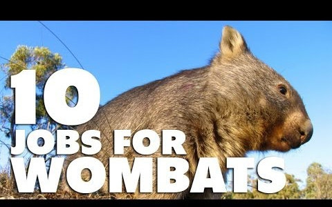 袋熊的用处都有啥