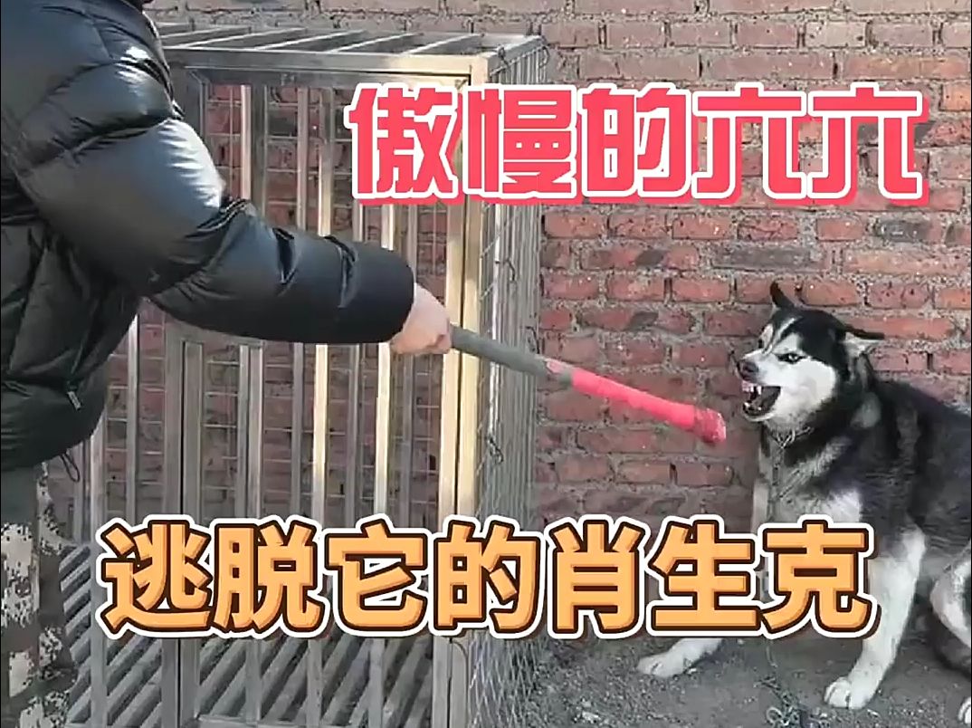 潘宏训恶犬 六六特训超长完整版,看六六是如何一步一步压制潘宏逃脱它的肖申6哔哩哔哩bilibili