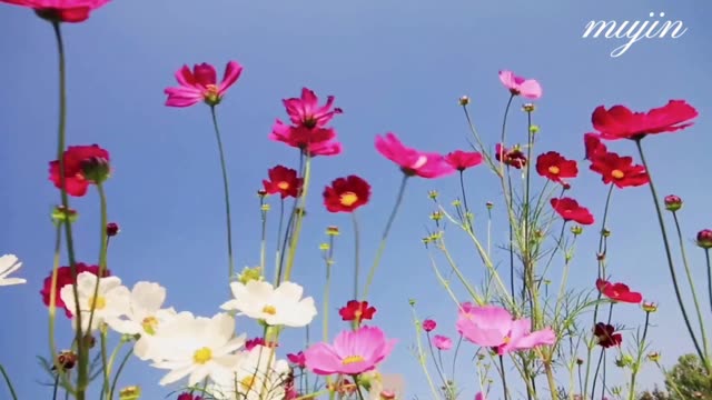 [图]【高清】在浪漫秋天送一朵8月的格桑花陪你一起看花海