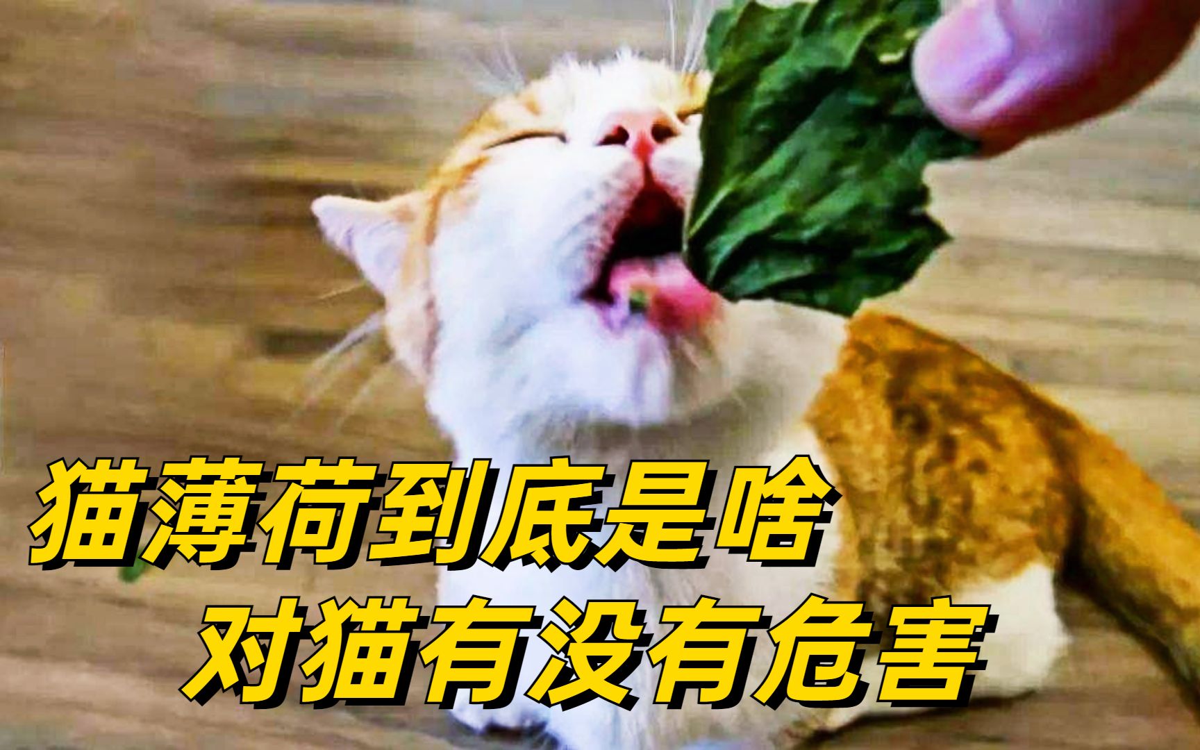 [图]猫这么上头的猫薄荷，对老虎管用吗？到底对猫有没有危害？