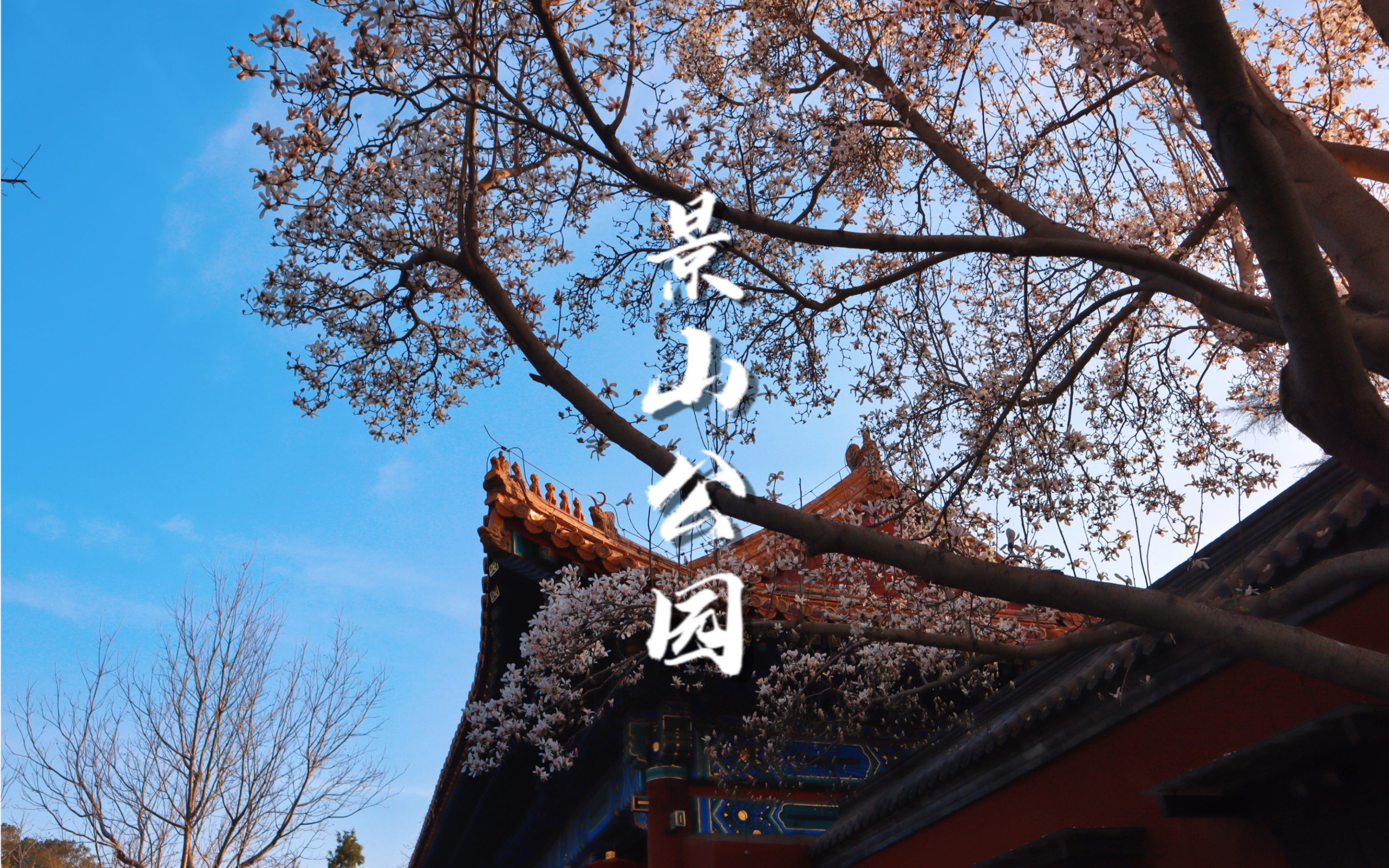 活动作品北京景山公园的夕阳醉迷人