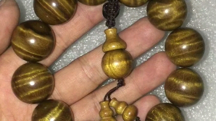 金丝楠 小叶桢楠