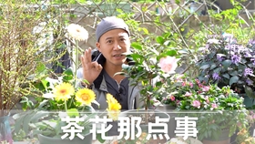 期待已久的日本茶花到啦红白卜伴 哔哩哔哩 つロ干杯 Bilibili