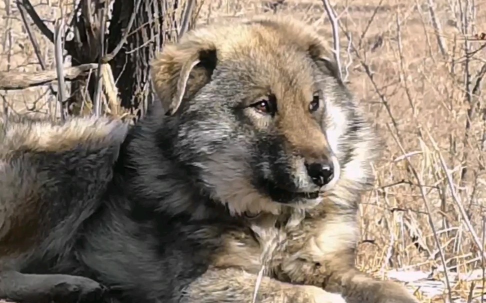 [图]太行山3000年古老犬种