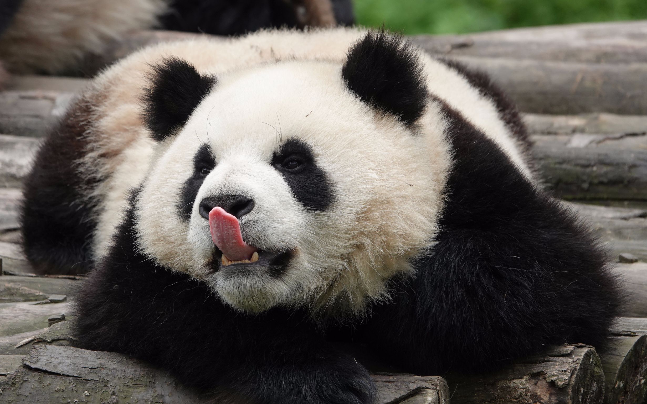大熊猫的颜色描写图片