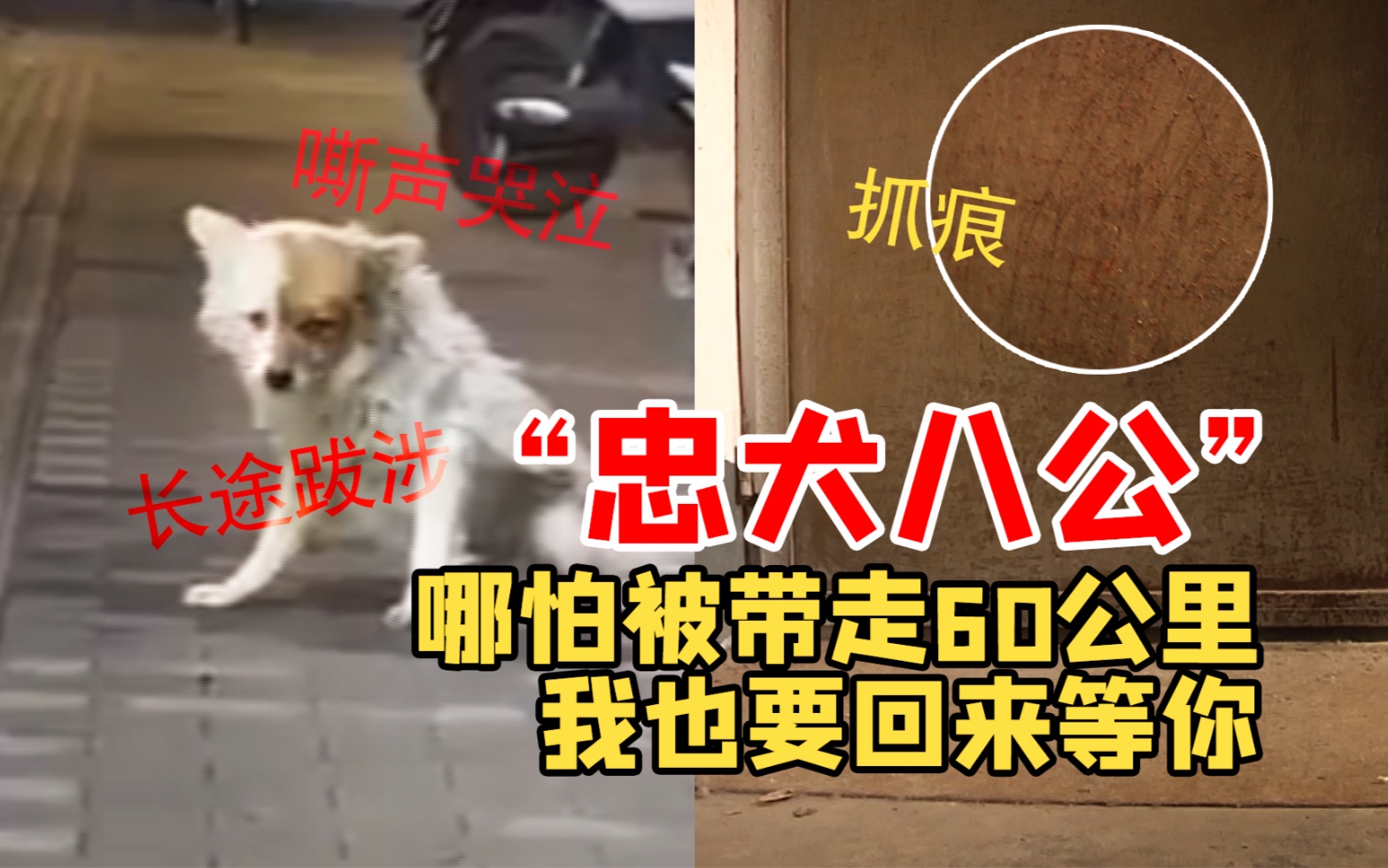 [图]郑州版“忠犬八公”：哪怕被带到60公里外 我也要跑回来等你