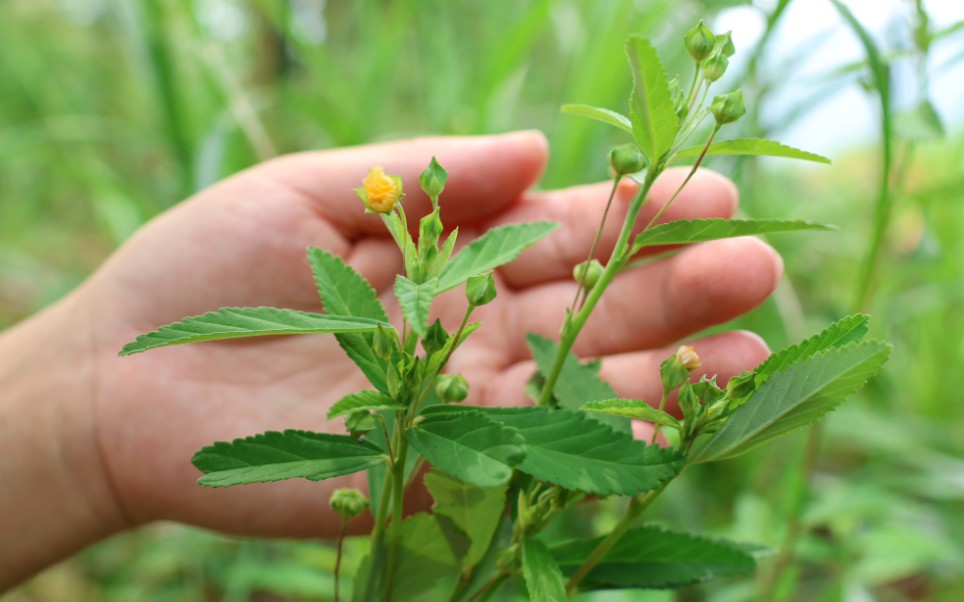 白背黄花稔又名“肿见消”,价值很大,记得好好珍惜哔哩哔哩bilibili